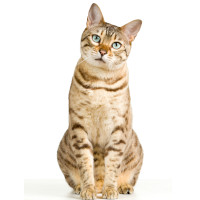 Bengal cat