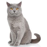 British Shorthair Cat