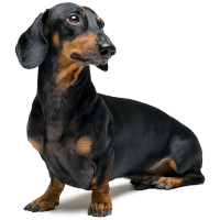 Dachshund