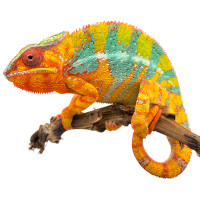 Food for the chameleon