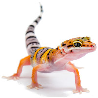 Gecko food