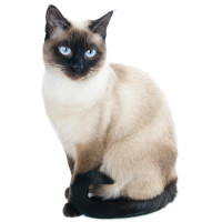 Siamese cat