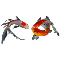 For koi fish