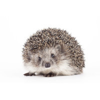 For hedgehogs For hedgehogs