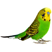 For the wavy parakeet