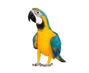 For large parrots