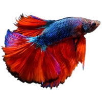 For ornamental fish