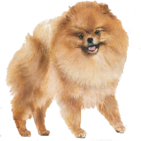 Pomeranian