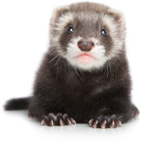 For ferrets